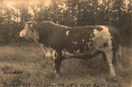 Vouilly * RARE 5 Cartes Photos Photographe Dehorter à Briquebec * Vaches à Mr CHITEL Concours évreux 1922 - Andere & Zonder Classificatie