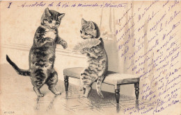 Chats Humanisés * CPA Illustrateur 1901 * Chat Cat Cats Katze * éventail Range Mode - Cats