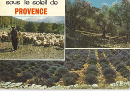 *CPM - FRANCE - PACA - Sous Le Soleil De Provence - Multivues - Moutons, Oliviers, Lavande - Provence-Alpes-Côte D'Azur