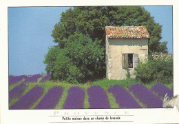 *CPM - FRANCE - PACA - PROVENCE - Petit Mas Dans Un Champ De Lavande - Provence-Alpes-Côte D'Azur