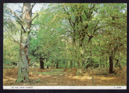 England - 1981 - In The New Forest - Andere & Zonder Classificatie