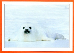 CANADA Phoque Labrador Fiche Illustree Documentée - Animales