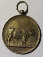 BELGIQUE Médaille Bronze Comice Agricole Syndicat D'élevage Concours Dour 1923 - Professionali / Di Società