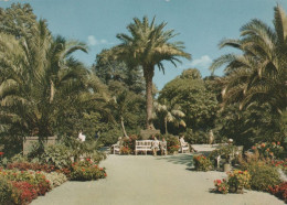 28818 - Bad Pyrmont - Palmengarten - Ca. 1980 - Bad Pyrmont