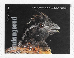 USA 2023 MiNr. 6058ba Endangered Species Birds The Masked Bobwhite (Colinus Virginianus Ridgwayi) 1v MNH **  1.40 € - Gallinaceans & Pheasants