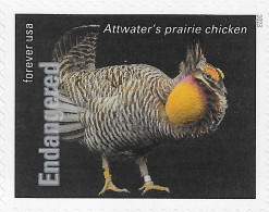 USA 2023 MiNr. 6067ba Endangered Species Birds Attwater's Prairie Chicken (Tympanuchus Cupido Attwateri) 1v MNH **1.4 € - Galline & Gallinaceo