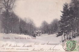 E3- BRUXELLES - GRAND  RAVIN  DU  BOIS - L ' HIVER - EN  1902 - Forêts, Parcs, Jardins