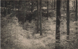 BELGIQUE - Forêt De Soignes - Auderghem - Près De La Source De L'empereur - Carte Postale Ancienne - Autres & Non Classés