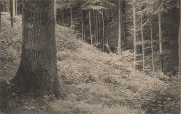 BELGIQUE - Forêt De Soignes - Auderghem - Au Dessus Du Vallon De La Sourdine - Carte Postale Ancienne - Andere & Zonder Classificatie