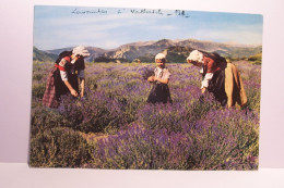 FOLKLORE  PROVENCAL  - Cueillette De La LAVANDE  -( VALENSOLE ??  ) ( Pas De Reflet Sur L'original ) - Provence-Alpes-Côte D'Azur