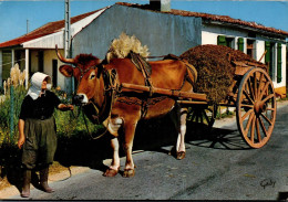 N°891 Z -cpsm île De Ré -attelage- - Teams