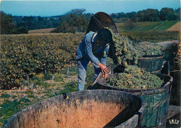 Vignes - Scènes De Vendanges - CPM - Carte Neuve - Voir Scans Recto-Verso - Vignes