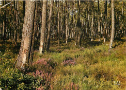 Forêt - Arbres - CPM - Voir Scans Recto-Verso - Bomen