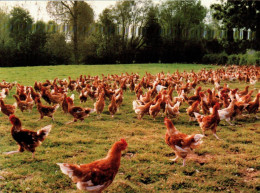 N°905 Z -cpsm Licques -les Poulets élevés En Plein Air- - Breeding