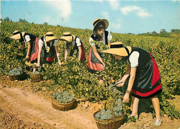 Vignes - Languedoc - Scènes De Vendanges - Folklore - CPM - Voir Scans Recto-Verso - Vignes