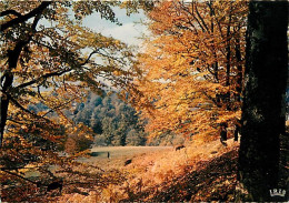 Forêt - Arbres - CPM - Voir Scans Recto-Verso - Arbres