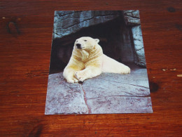 74264-                BEREN / BEARS / BÄREN / OURS / ORSI - Bears