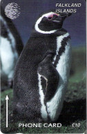 Falkland Islands: Penguin - Falklandeilanden