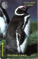 Falkland Islands: Penguin - Falkland