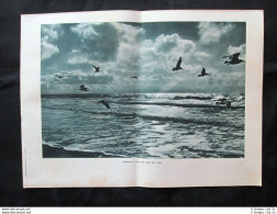 Gabbiani In Volo Sul Mare Del Nord + Furia Sulle Coste Danesi Stampa Del 1935 - Autres & Non Classés