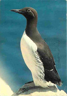 Animaux - Oiseaux - Guillemots De Troïl - Flamme Postale De Quiberon - CPM - Voir Scans Recto-Verso - Vögel