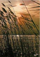 Coucher De Soleil - CPM - Voir Scans Recto-Verso - Contre La Lumière