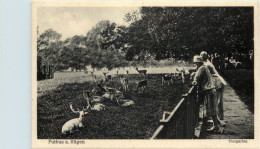 Putbus Auf Rügen - Tiergartenfer - Ruegen