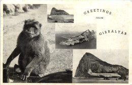 Greetings From Gibraltar - Affe Monkey - Gibilterra