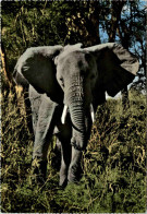 East Aftrican Game Elephant - Elephants