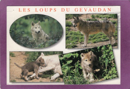 48 MARVEJOLS Parc De Sainte Lucie  LES LOUPS DU GEVAUDAN  Multivues - Marvejols