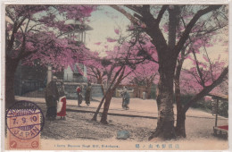 Cherry Blossom Noge Hill, Yokohama Park. * - Yokohama