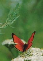 MARIPOSAS Animales Vintage Tarjeta Postal CPSM #PBS452.ES - Butterflies