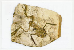 Postal Stationery China 2006 Fossil - Frog - Prehistory