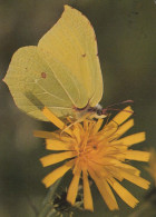 SCHMETTERLINGE Tier Vintage Ansichtskarte Postkarte CPSM #PBS454.DE - Mariposas