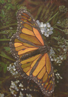 PAPILLONS Animaux LENTICULAR 3D Vintage Carte Postale CPSM #PAZ146.FR - Schmetterlinge