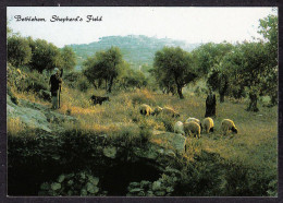 115797/ BETHLEHEM, Shepherd's Fiels - Palestina