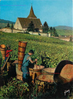 Vignes - Scènes De Vendanges - Les Vendanges En Alsace - Hunawihr - Eglise Fortifiée - CPM - Voir Scans Recto-Verso - Vignes