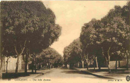 Guinée Française - Conakry - Une Belle Avenue - Correspondance - CPA - Voir Scans Recto-Verso - Guinea Francese