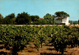 N°986 Z -cpsm Domaine De Cassafières -la Redoute Plage- Portiragnes- - Vignes