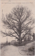 Cn – Cpa Route Gourin à L'Abbaye De Langonnet – Le Grand Chêne Du Ninigou - Gourin