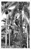 BENIN DAHOMEY Recolte Des Palmistes 5(scan Recto-verso) MA213 - Benin