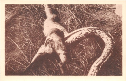 GUINEE FRANCAISE VIALLA FRANCOIS Depecage D Un Serpent Boa Ayant Avale Un Chien 13(scan Recto-verso) MA249 - Guinée Française