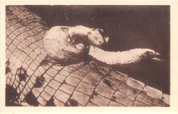 GUINEE FRANCAISE VIALLA FRANCOIS Phallus D Un Caiman Crocodile 14(scan Recto-verso) MA249 - Guinée Française