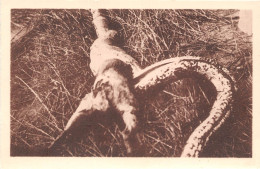 GUINEE FRANCAISE Depecage D Un Serpent Boa Ayant Avale Un Chien VIALLA Chasseur De Caimans 9(scan Recto-verso) MA239 - Guinée Française