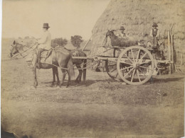 Photo  Paysan Sur Son Cheval Avec Bouc Sur La Charette Photo Albuminée Format 18/24 - Old (before 1900)