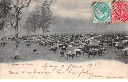 Australie - N°64698 - Sydney - Mustering Cattle - Sydney