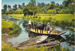 ELEVAGE.  CPSM. LA VENISE VERTE.(79). TRANSPORT DU BETAIL DANS LES MARAIS - Viehzucht