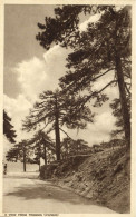 Cyprus, TROODOS, View With Trees (1950s) Mangoian Bros. Postcard (2) - Cipro