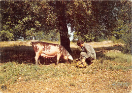 LE CHERCHEUR DE TRUFFES Cochon Truffier A La Recherche De Truffes 4(scan Recto-verso) MA429 - Artisanat