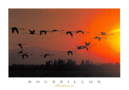 ROUSSILLON Vol De Flamands Roses Au Soleil Couchanr 15(scan Recto-verso) MA483 - Roussillon